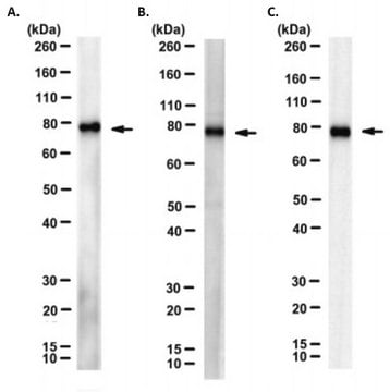 Anti-CPEB4 Antibody, clone A4