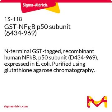 Subunidad GST-NF&#954;B p50 (&#948;434-969) N-terminal GST-tagged, recombinant human NFkB, p50 subunit (D434-969), expressed in E. coli. Purified using glutathione agarose chromatography.