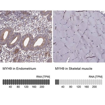 Anti-MYH9 antibody produced in rabbit Prestige Antibodies&#174; Powered by Atlas Antibodies, affinity isolated antibody, buffered aqueous glycerol solution