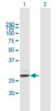 Anti-PRSS2 antibody produced in mouse IgG fraction of antiserum, buffered aqueous solution