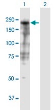 Anti-SHROOM3 antibody produced in mouse purified immunoglobulin