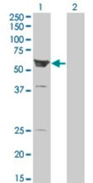 Monoclonal Anti-ARHGEF5 antibody produced in mouse clone 3A12-B5, purified immunoglobulin, buffered aqueous solution