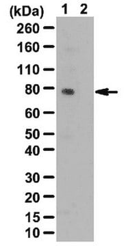 Anti-phospho Grb10 (Ser503) Antibody from rabbit, purified by affinity chromatography