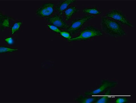 Anti-PANK4 antibody produced in rabbit purified immunoglobulin, buffered aqueous solution