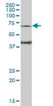 Anti-WASF3 antibody produced in mouse purified immunoglobulin, buffered aqueous solution