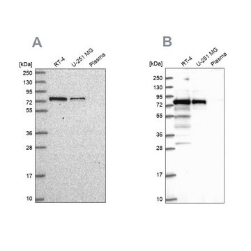 Anti-GNL1 antibody produced in rabbit Prestige Antibodies&#174; Powered by Atlas Antibodies, affinity isolated antibody