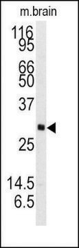 Anti-NTF3 (C-term) antibody produced in rabbit saturated ammonium sulfate (SAS) precipitated, buffered aqueous solution