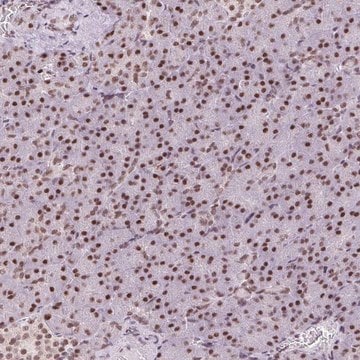 Anti-TRA2B antibody produced in rabbit Prestige Antibodies&#174; Powered by Atlas Antibodies, affinity isolated antibody, buffered aqueous glycerol solution