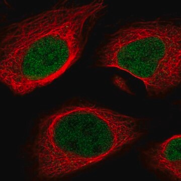 Anti-MEF2A antibody produced in rabbit Prestige Antibodies&#174; Powered by Atlas Antibodies, affinity isolated antibody