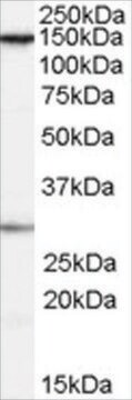 Anti-FACT/SUPT16H antibody produced in goat affinity isolated antibody, buffered aqueous solution