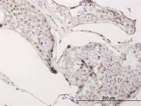 Monoclonal Anti-CGGBP1 antibody produced in mouse clone 1D11, purified immunoglobulin, buffered aqueous solution