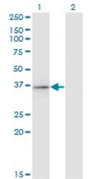 Monoclonal Anti-RFXAP antibody produced in mouse clone 1B5, purified immunoglobulin, buffered aqueous solution