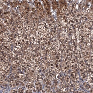 Anti-MBD6 antibody produced in rabbit Prestige Antibodies&#174; Powered by Atlas Antibodies, affinity isolated antibody, buffered aqueous glycerol solution