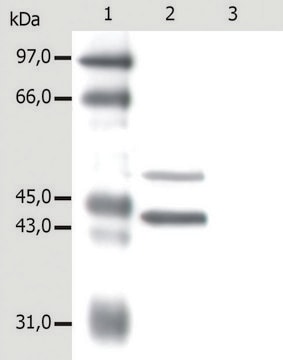 Monoclonal Anti-Cytokeratin 5/18 antibody produced in mouse clone C-50