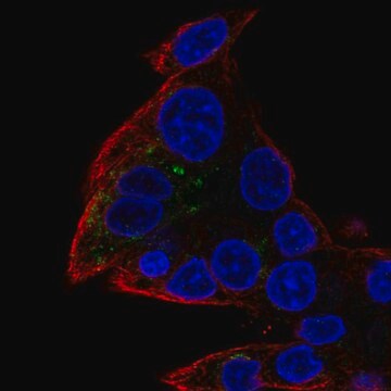 Anti-Dennd10 Antibody Produced In Rabbit Prestige Antibodies&#174; Powered by Atlas Antibodies, affinity isolated antibody, buffered aqueous glycerol solution