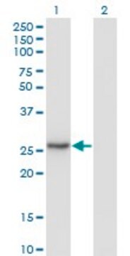 Monoclonal Anti-NNMT antibody produced in mouse clone 2F2, purified immunoglobulin, buffered aqueous solution