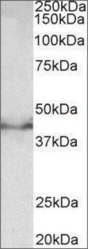 Anti-Dcx antibody produced in goat affinity isolated antibody, buffered aqueous solution