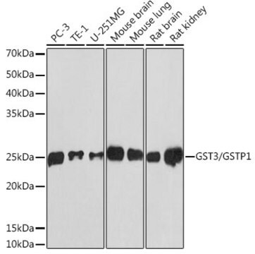 Anti-GST3/GSTP1 Antibody, clone 6D8G7, Rabbit Monoclonal