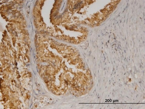 Monoclonal Anti-AGTRAP antibody produced in mouse clone 1G2, purified immunoglobulin, buffered aqueous solution