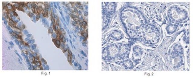 Anti-Dual-Oxidase-2-Antikörper, Klon&nbsp;Duox&nbsp;S-12 clone Duox S-12, from mouse