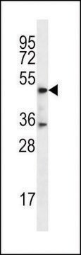 ANTI-DSN1(C-TERMINAL) antibody produced in rabbit affinity isolated antibody, buffered aqueous solution