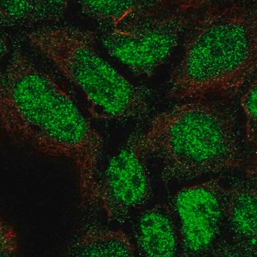 Anti-PLEKHG1 antibody produced in rabbit Prestige Antibodies&#174; Powered by Atlas Antibodies, affinity isolated antibody