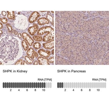 Anti-SHPK antibody produced in rabbit Prestige Antibodies&#174; Powered by Atlas Antibodies, affinity isolated antibody, buffered aqueous glycerol solution