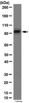 Anticuerpo anti-Stat3 from rabbit