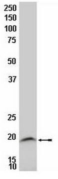 Anti-LIM Domain Only 2 Antibody, clone 2E6 culture supernatant, clone 2E6, Chemicon&#174;