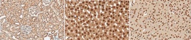 Anti-GSTA4 Antibody serum, from rabbit