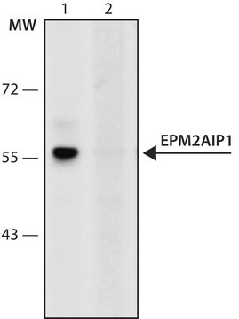 Anti-EPM2AIP1 (56-70) antibody produced in rabbit IgG fraction of antiserum