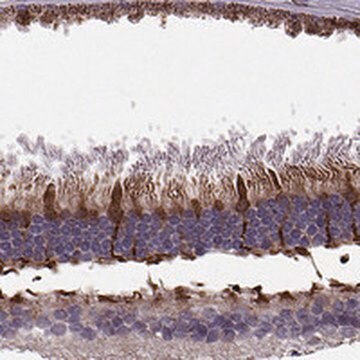 Anti-IQCB1 antibody produced in rabbit Prestige Antibodies&#174; Powered by Atlas Antibodies, affinity isolated antibody, buffered aqueous glycerol solution