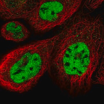 Anti-CCNDBP1 antibody produced in rabbit Prestige Antibodies&#174; Powered by Atlas Antibodies, affinity isolated antibody