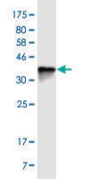 Monoclonal Anti-MUC7 antibody produced in mouse clone 7F2, ascites fluid