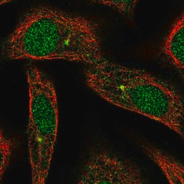 Anti-ARL3 antibody produced in rabbit Prestige Antibodies&#174; Powered by Atlas Antibodies, affinity isolated antibody