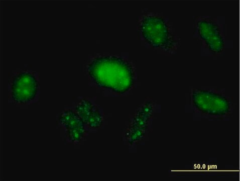 Anti-PIK3R3 antibody produced in mouse purified immunoglobulin, buffered aqueous solution