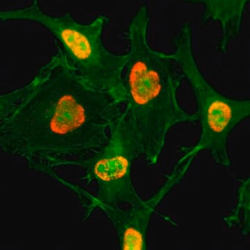 Anti-Acetyl-Histone H3 (Lys79) antibody, Rabbit monoclonal recombinant, expressed in HEK 293 cells, clone RM156, purified immunoglobulin