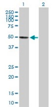 Anti-KIAA0141 antibody produced in mouse purified immunoglobulin, buffered aqueous solution