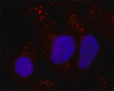 Monoclonal Anti-TOM1L1 antibody produced in mouse clone 3F12, purified from hybridoma cell culture