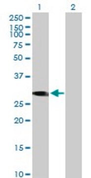 Anti-FLJ37970 antibody produced in mouse purified immunoglobulin, buffered aqueous solution