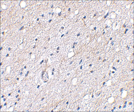 Anti-BAP3 antibody produced in rabbit affinity isolated antibody, buffered aqueous solution