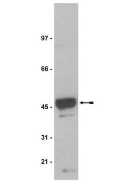 Na+/K+ ATPase &#946;-1抗体，克隆C464.8 clone C464.8, Upstate&#174;, from mouse