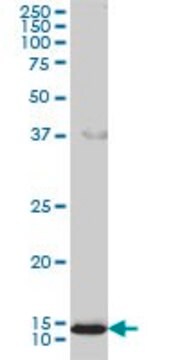 Monoclonal Anti-GOLGA7 antibody produced in mouse clone 2H8, purified immunoglobulin, buffered aqueous solution