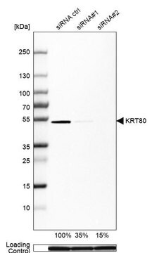 Anti-KRT80 antibody produced in rabbit Prestige Antibodies&#174; Powered by Atlas Antibodies, affinity isolated antibody