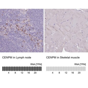 Anti-CENPM antibody produced in rabbit Prestige Antibodies&#174; Powered by Atlas Antibodies, affinity isolated antibody, buffered aqueous glycerol solution