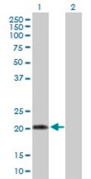 Anti-IFNA10 antibody produced in mouse purified immunoglobulin, buffered aqueous solution