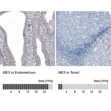 Anti-ME3 antibody produced in rabbit Prestige Antibodies&#174; Powered by Atlas Antibodies, affinity isolated antibody, buffered aqueous glycerol solution