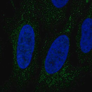 Anti-LINGO3 antibody produced in rabbit Prestige Antibodies&#174; Powered by Atlas Antibodies, affinity isolated antibody