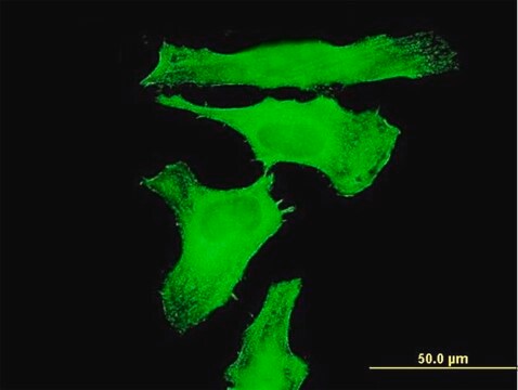 Monoclonal Anti-TAOK3 antibody produced in mouse clone 3B2, purified immunoglobulin, buffered aqueous solution