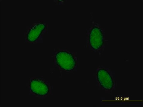 Anti-SAP30 antibody produced in mouse purified immunoglobulin, buffered aqueous solution